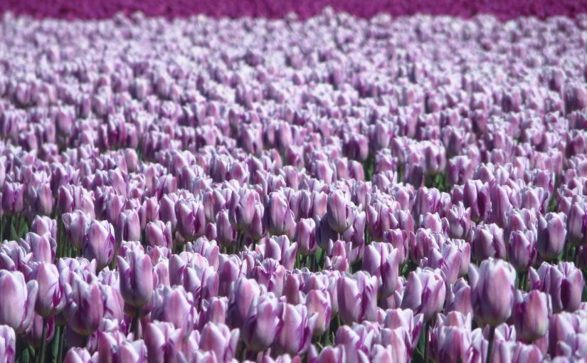 Mijn Nederlands Is Niet Zo&nbsp;Goed