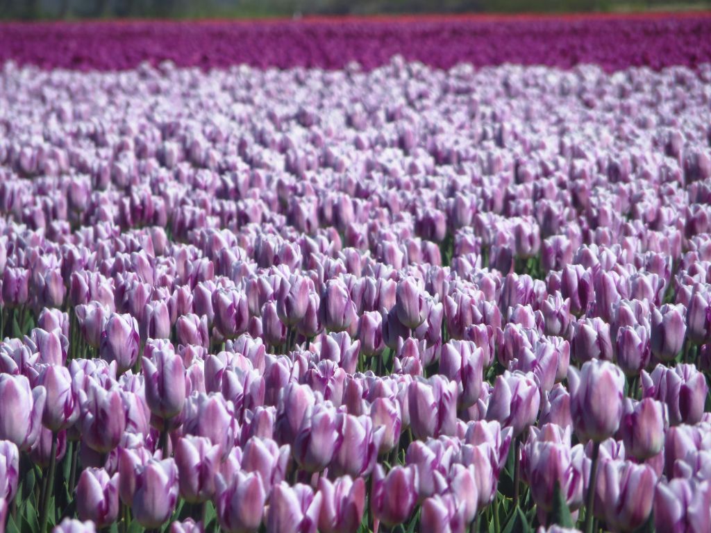 Tulips in a field on the island of Texel, taken on Liberation Day when I first moved to the Netherlands, five years ago.