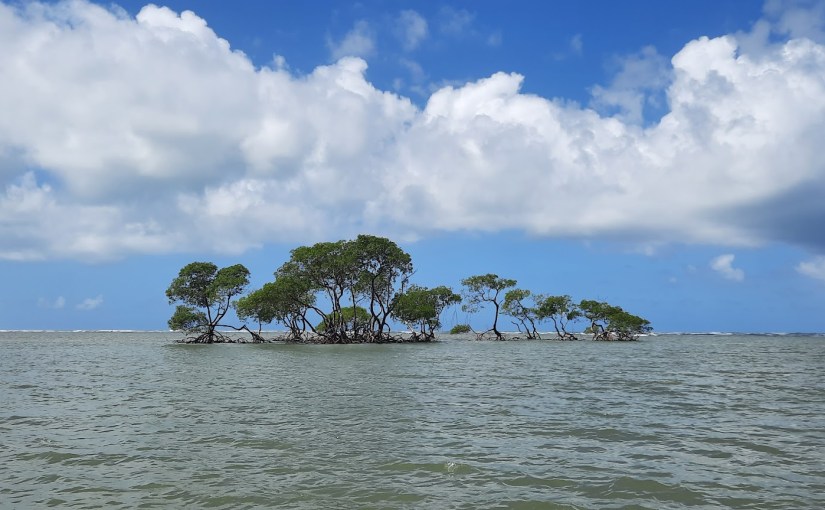 Of Sediment and&nbsp;Seedlings