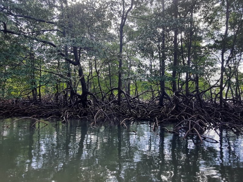 Saving the Mangroves, One Fence at a&nbsp;Time